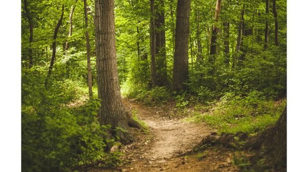 Picture for: Hike With a Naturalist