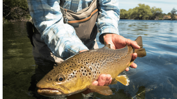 Picture for: Intro to Trout Fishing - Live on the Stream