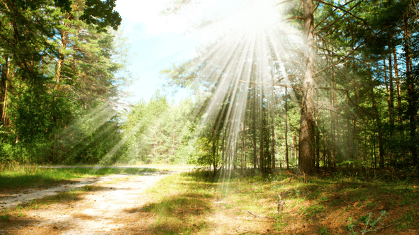 Picture for Shinrin Yoku - Forest Bathing