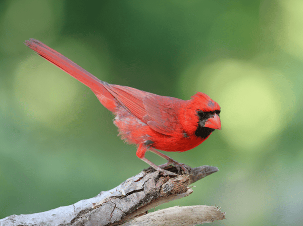 Course Beginning Birding image 1