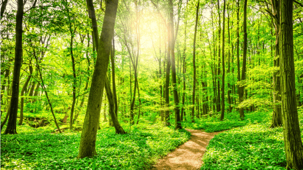 Picture for: Summer Solstice Walk