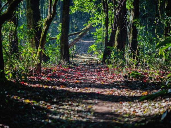 Picture for: Simplicity Day Walk