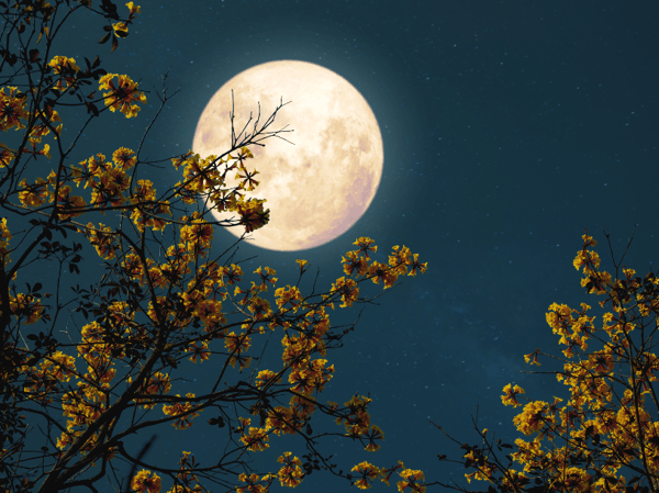 Picture for: Full Moon Walk