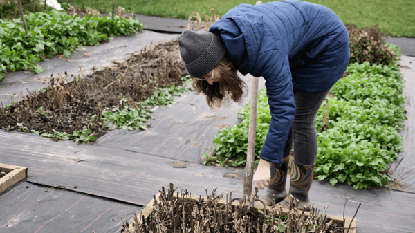 Picture for: Fall Garden Clean UP