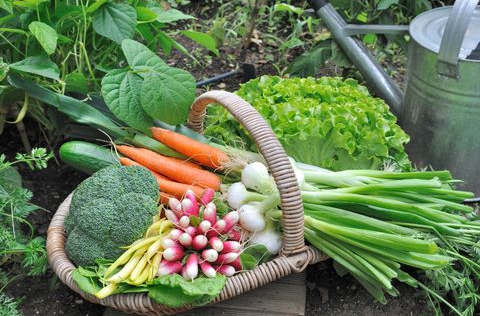 Course Introductory to Vegetable Gardening - Interactive Online Session using Zoom image 1