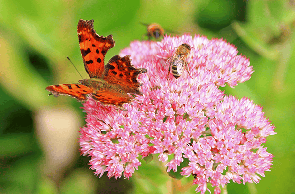 Course Planting for Pollinators - Interactive Online Sessions using Zoom image 1