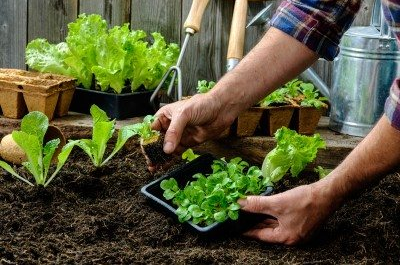 Course Advanced Vegetable Gardening- Interactive Online Session using Zoom image 1