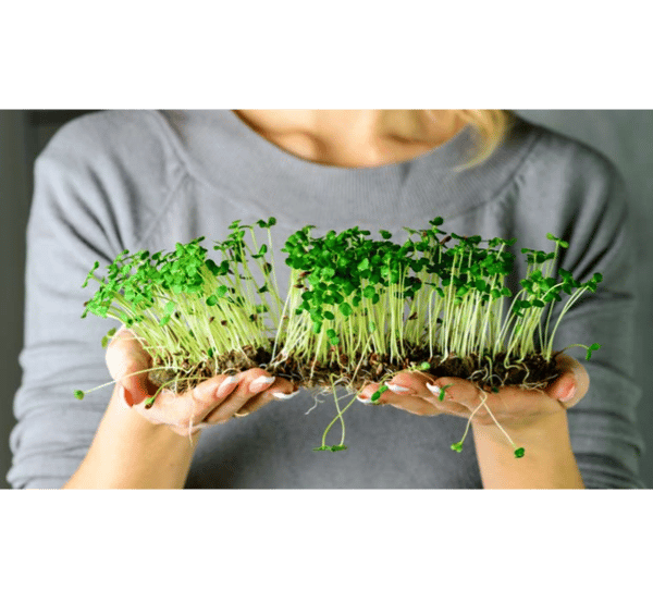 Course Growing Microgreens - Online image 1