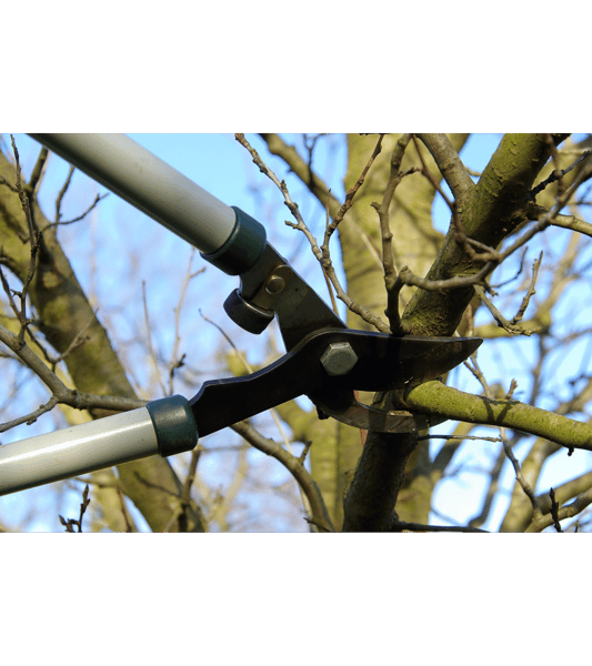 Course Pruning Shrubs & Trees - Online image 1