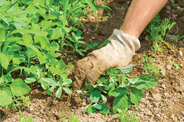 Course Stopping Problem Plants - Interactive Online Session using Zoom image 1