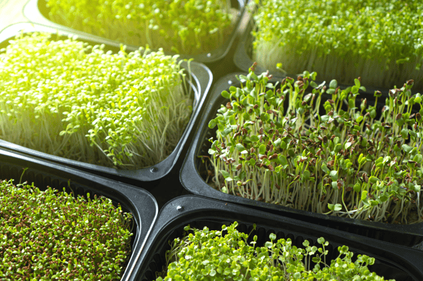 Course Growing Microgreens image 1
