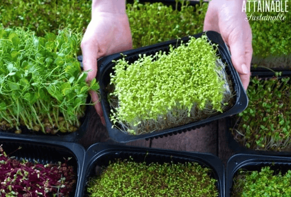 Course Growing Microgreens image 1