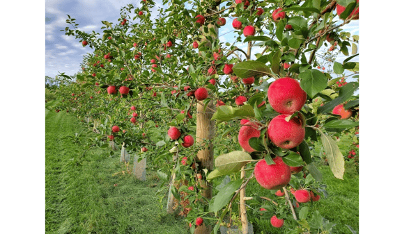 Picture for: Non-School Day Field Trip: Afton Apple Orchard