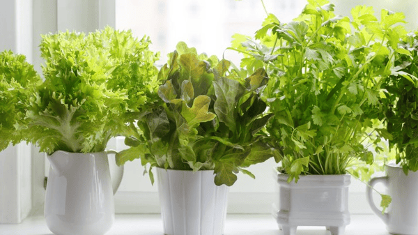 Course Gardening with the Masters: Herb Gardening image 1