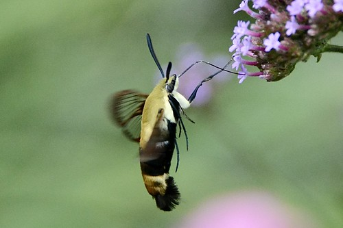 (Hemaris diffinis) Snowberry Clearwing Hummingbird Moth