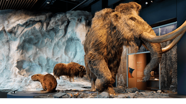 Course Non-School Day Field Trip: Bell Museum image 1