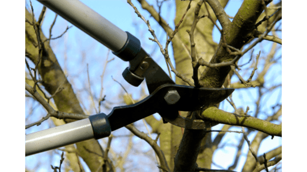 Picture for: Gardening with the Masters: Pruning Trees & Shrubs