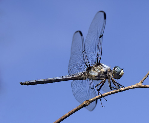 Course All About Bugs image 1