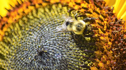 Bees & Sunflowers