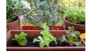 Course Gardening with the Masters: Container Gardens image 1