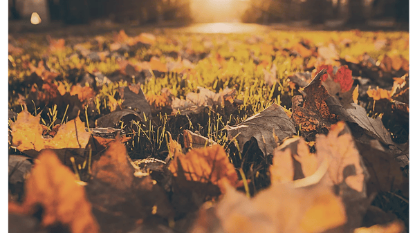 Course Gardening with the Masters: Fall into Winter image 1