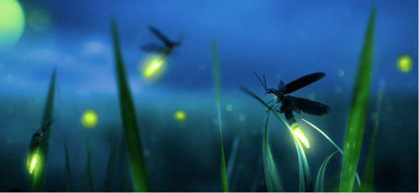 Course A Nostalgic Glow: Fireflies and Summer Memories image 1