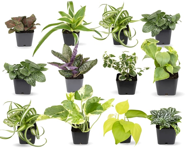 Picture for: Gardening with the Masters: House Plant Success