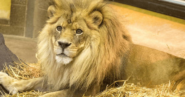 Picture for Friday Field Trip: Como Zoo & Como Town