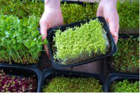 Picture for: Gardening With The Masters: Growing Microgreens