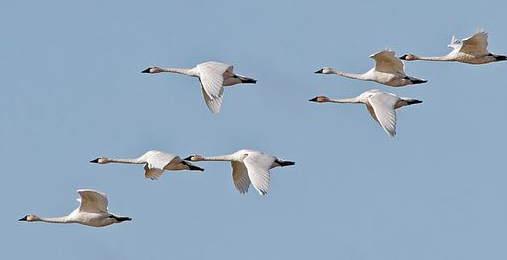 Picture for: Adult Day Trip: Swan Migration & Bus Tour