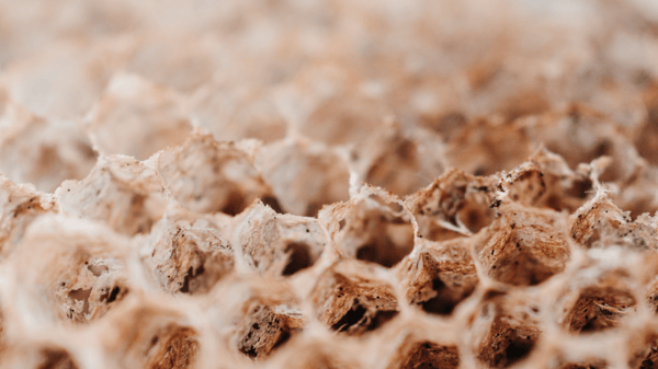 Picture for: Nature Art: Collage with Wasp Paper (Kroening)