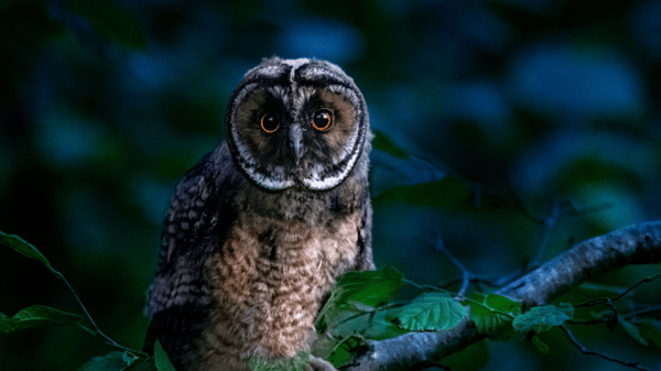 Picture for: Drop-In Nature: Nocturnal Nights (Kroening)