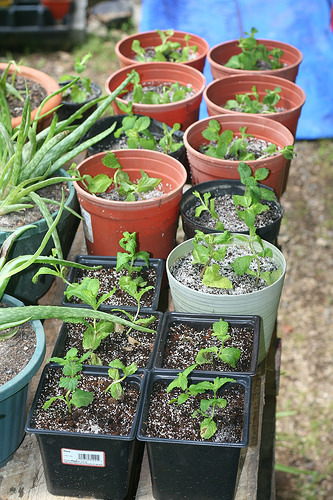 Picture for First Adventures: Fun With Flowers (Entering Gr. PreK-K)