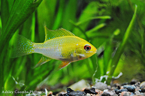 Yellow African Ram
