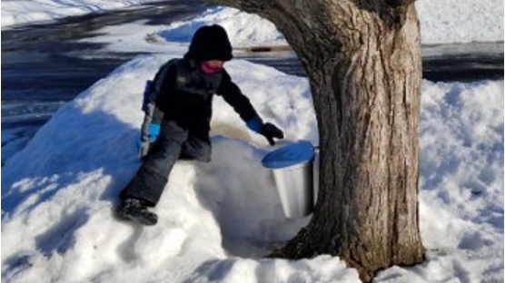 Course Backyard Maple Syruping: Evaporator Visit (Southwest) image 1