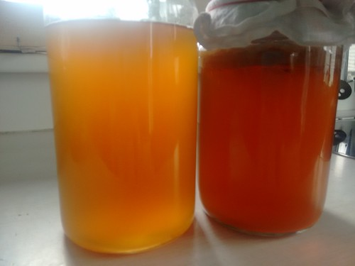Picture for: Kombucha (Seward)