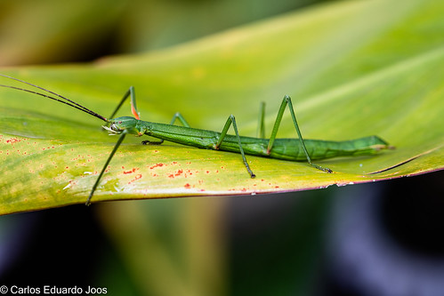Picture for Rainforests & Jungles (Entering Gr. K-2)