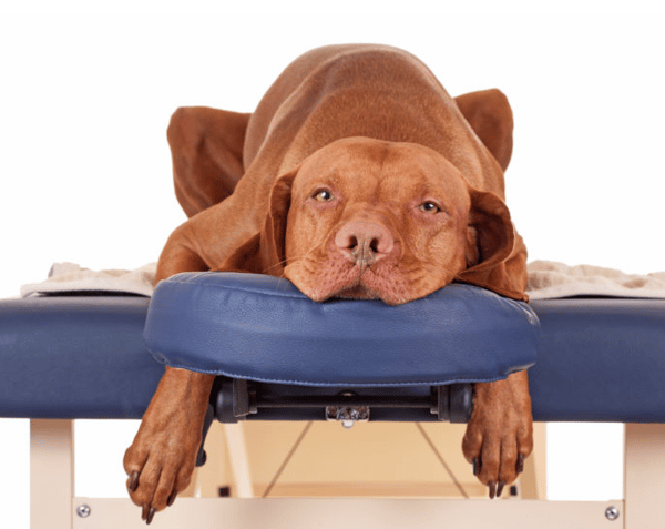 Course Dog Massage (Summer) image 1