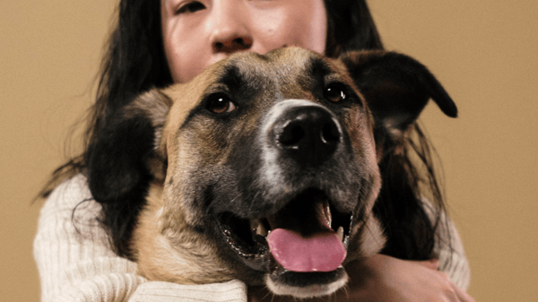 Course Dog Obedience 1: Life Skills for Dogs 6 Months + (Roosevelt) image 1