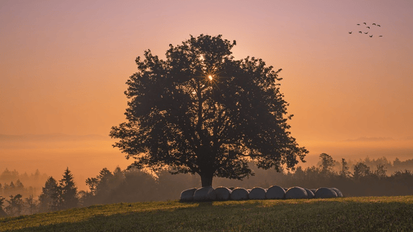 Picture for Personal Peace & Well Being (Roosevelt)