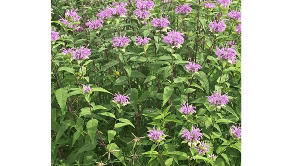 Course Native American: Dakóta-Led Plant Walk & Storytelling w/ Blue Hummingbird Woman (Southwest) image 4
