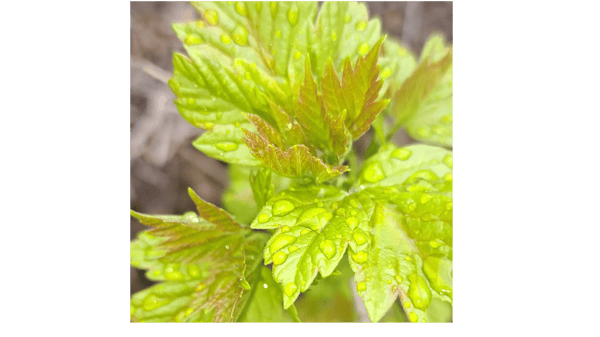 Course Native American: Dakóta-Led Plant Walk & Storytelling w/ Blue Hummingbird Woman (Southwest) image 5