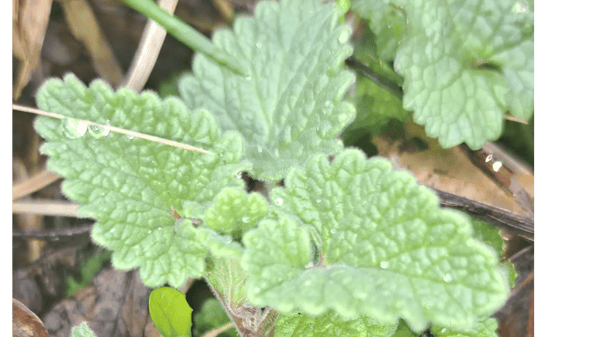 Course Native American: Tea-Making & Storytelling w/ Blue Hummingbird Woman (Southwest) image 2