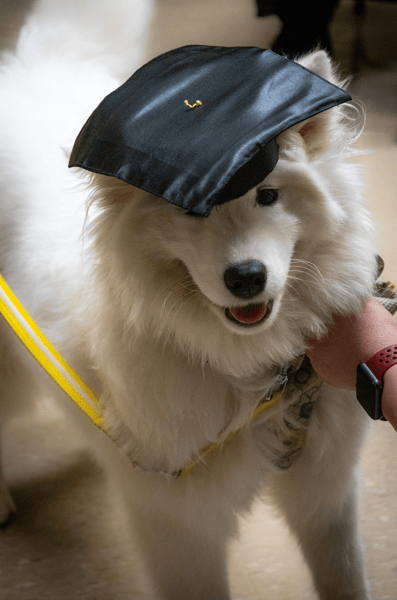 Picture for Dog Obedience 1: Life Skills for Dogs 6 Months + (Southwest)