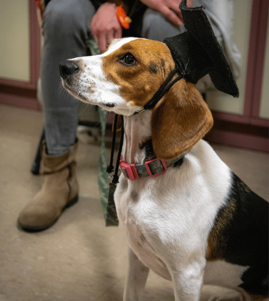 Picture for Dog Obedience 1: Life Skills for Dogs 6 Months + (Southwest)