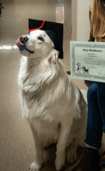 Course Dog Obedience 1: Life Skills for Dogs 6 Months + (Southwest) image 4