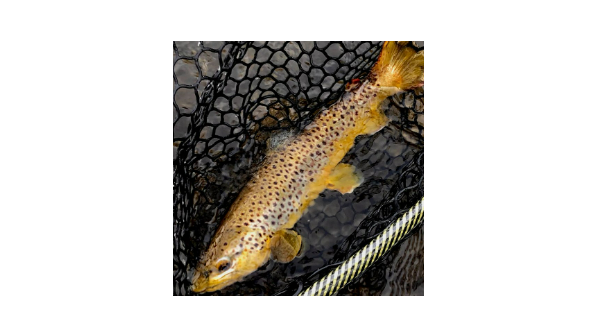 Picture for Fly Fishing: Intro (Southwest)
