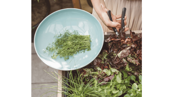 Course Itchy Gardener: Starting Your Veggies Early (Camden) image 1