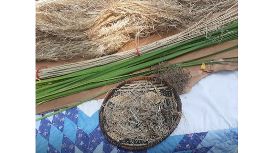 Course Native American: Dakota Weaving Plants Workshop with Fern Naomi Renville (Southwest) image 3
