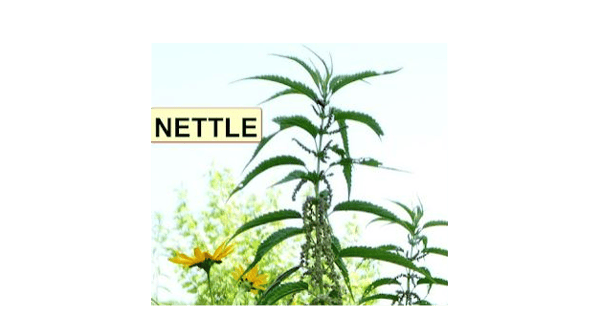 Course Native American: Dakota Weaving Plants Workshop with Fern Naomi Renville (Southwest) image 4